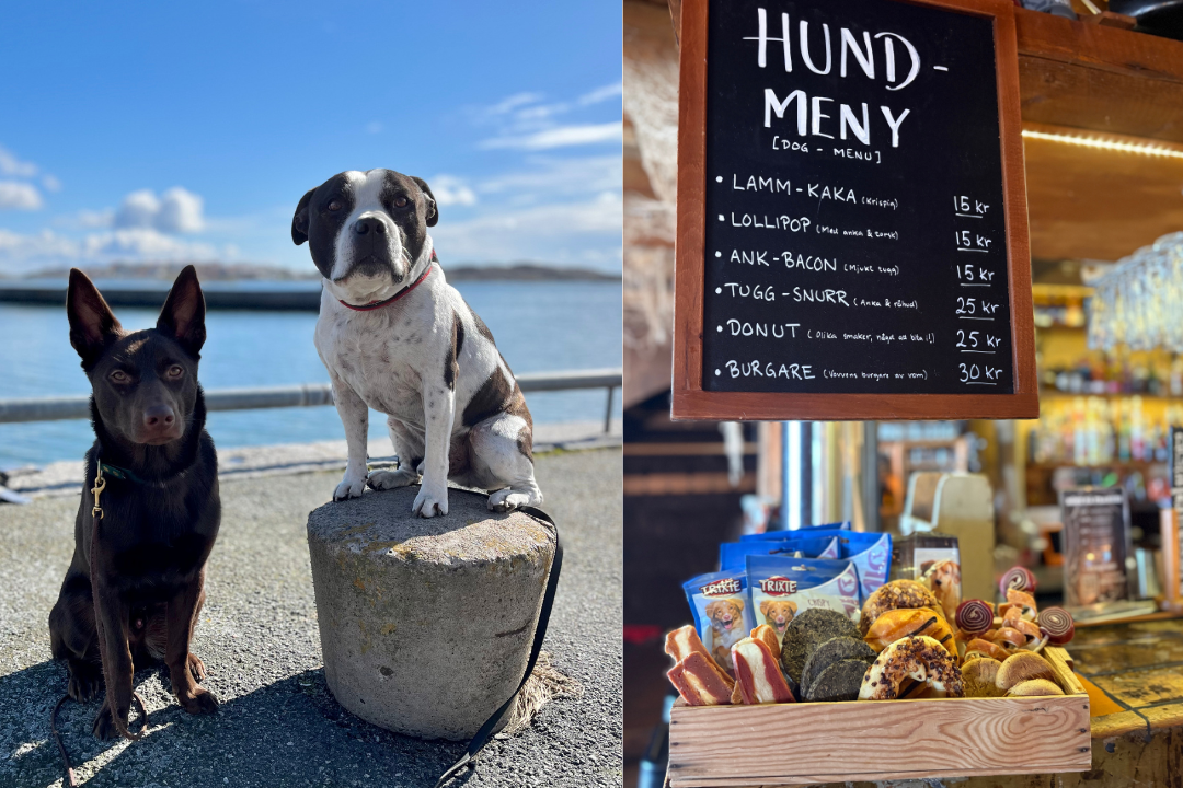 Hundar på Franses på Hönö. Göteborgs skärgård, hundvänligt